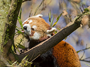 Фото Малая панда Медведь ©Tambako The Jaguar