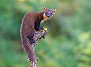 Фото Куньи Ветвь Marten