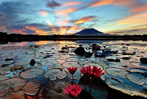 Фото Филиппины Остров Озеро Кувшинки Luzon Sampaloc Природа