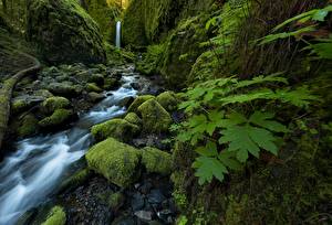 Обои США Ручей Мха Mossy Grotto Falls Ruckel Creek Columbia River Gorge Oregon Природа