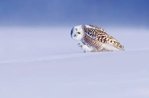 Фото Совы Птица Белый Снег Bubo scandiacus Nyctea scandiaca