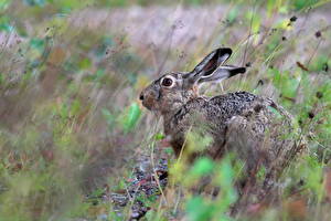 Фотография Зайцы Brown Hare животное