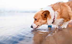 Фотография Собаки Воде Вельш-корги Пьет воду