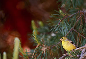 Картинка Птицы Ветка Carduelis Животные