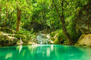 Фотографии Тропический Леса Водопады Дерево Jungle