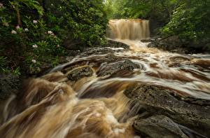 Картинки Водопады Рододендрон Речка Big Run river West Virginia Природа