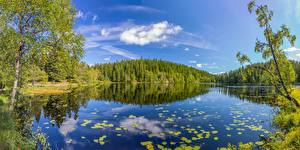 Фотографии Норвегия Озеро Леса Пейзаж Skjennungen Lake Oslo County Природа