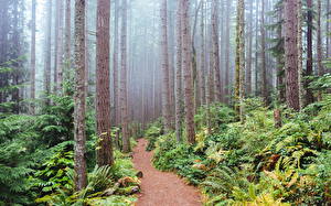 Фото США Лес Вашингтон Ствол дерева Тропа Issaquah Природа