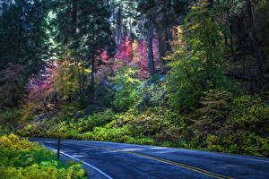 Обои для рабочего стола Америка Парк Дороги Деревья Sequoia National Park Природа