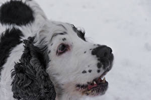 Картинка Собаки Спаниеля 1ZOOM English Cocker Spaniel