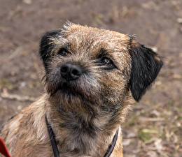 Фотография Собаки 1ZOOM Border Terrier Животные