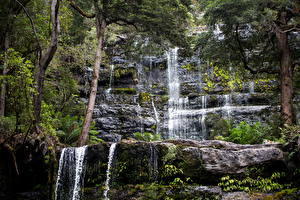 Фото Австралия Парки Водопады Деревья Mount Field Tasmania Природа