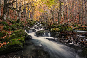 Фотографии Лес Камни Ручей Мох Природа