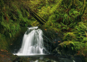 Картинки Штаты Водопады Мха Latourell Oregon Природа