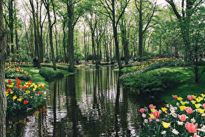 Фотографии Голландия Парк Пруд Тюльпаны Деревья Keukenhof Природа