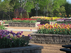 Картинка США Парки Тюльпаны Honor Heights Park Природа