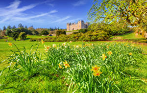 Обои Великобритания Замки Весна Нарциссы Кусты Траве HDR Drumlanrig Castle город Природа