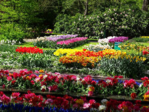 Обои Голландия Парки Тюльпаны Нарциссы Keukenhof Природа