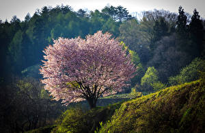 Фотографии Япония Цветущие деревья Парки Nagano Природа