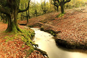 Фотографии Испания Леса Деревьев Мох Ручеек Hayedo de Otzarreta Basque Countr Природа