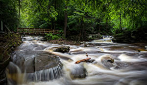 Фото США Парки Водопады Мосты Деревья Ricketts Glen State Park Природа