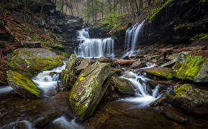 Картинка Америка Парки Водопады Камень Мох Ricketts Glen State Park Природа