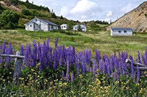 Фотография Канада Люпин Дома Трава Port Rexton Природа