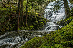 Картинка Канада Водопады Ствол дерева Мха Mary Vine Creek Falls Природа