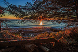 Фотографии Канада Рассвет и закат Побережье Ветки Shirley British Columbia Природа