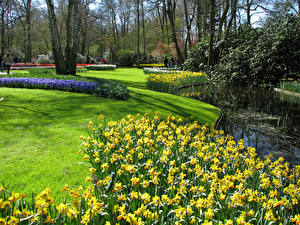 Картинка Голландия Парк Нарциссы Пруд Газон Keukenhof  Lisse