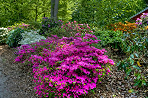 Фотографии Швеция Парки Рододендрон Кусты Gardens of Sofiero Castle Helsingborg Природа