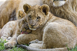 Фото Детеныши Львы Взгляд ©Tambako The Jaguar