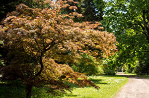 Картинки Великобритания Парки Дерева Westonbirt Arboretum Природа