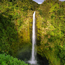 Фотографии Водопады США Гавайские острова Каньона Мхом Akaka falls Природа