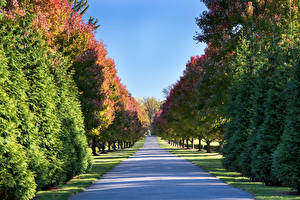 Фото США Парки Аллеи Дерево Nemours Mansion and Gardens Природа