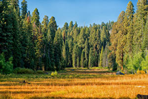 Картинка США Парк Леса Траве Ели Sequoia and Kings National Park Природа