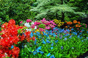 Фото Канада Сады Рододендрон Butchart Gardens Природа