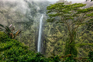 Картинки Водопады Парк Лес США Гавайские острова Утес Akaka Falls State Park Природа