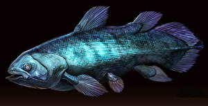 Фотографии Подводные Древние животные Рыбы Черный фон Coelacanth