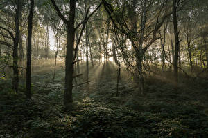 Обои Великобритания Лес Дерева Лучи света Stonecliffe Woods