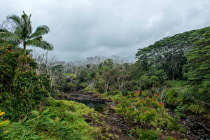 Фото Парки Тропики Озеро Гавайские острова Пальма Кустов Volcanoes National Park