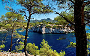 Фото Франция Бухта Утес Дерево Calanque Port Miou Provence