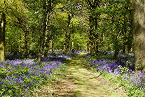 Фотография Великобритания Парки Колокольчики - Цветы Деревья Тропа Shipley Country Park Природа