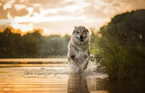 Фото Собака Вода Бежит Брызги животное