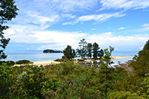 Фотографии Австралия Парк Побережье Кустов Tasman National Park Природа