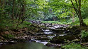 Фотографии Камень Лес Америка Реки Ручеек Мох West Virginia, Monongahela river