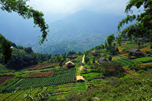 Картинка Вьетнам Поля Здания Muong Hoa Valley Sapa Природа