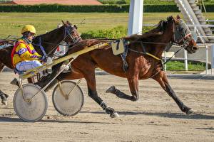 Обои для рабочего стола Мужчина Лошадь Бежит В шлеме Harness racing спортивные