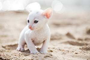 Фото Кот Котенок Белый Cornish Rex Животные