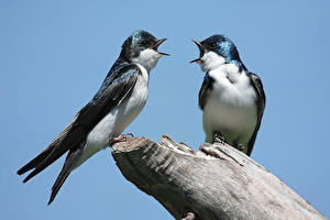 Фотографии Птицы Ласточки Два Hirundo rustica